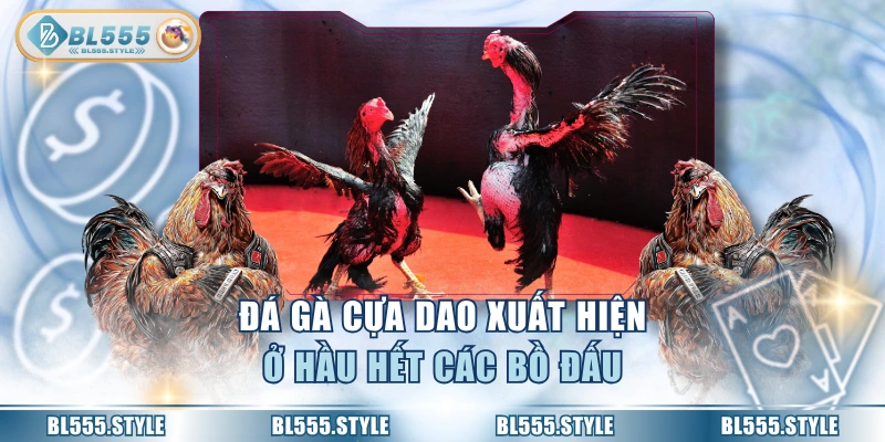Đá gà cựa dao xuất hiện ở hầu hết các bồ đấu