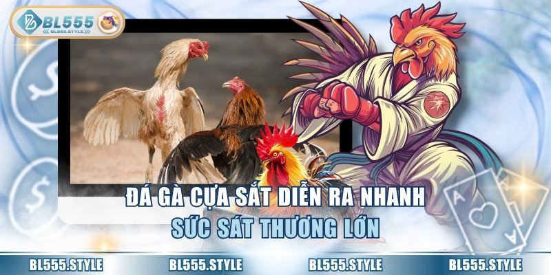 Đá gà cựa sắt diễn ra nhanh, sức sát thương lớn