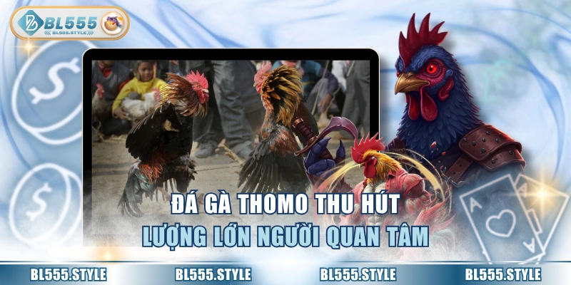 Đá gà Thomo thu hút lượng lớn người quan tâm